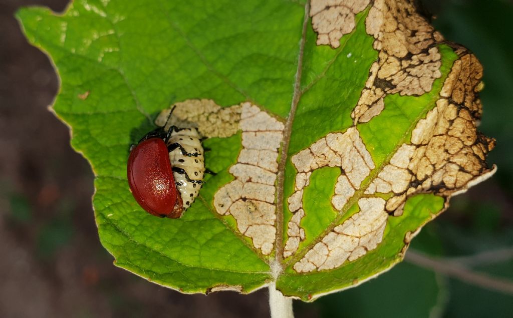 Strano comportamento di un Chrysomelidae. 